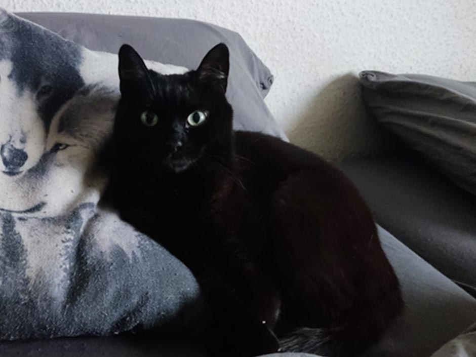 Katze Luna liegt auf dem Sofa.