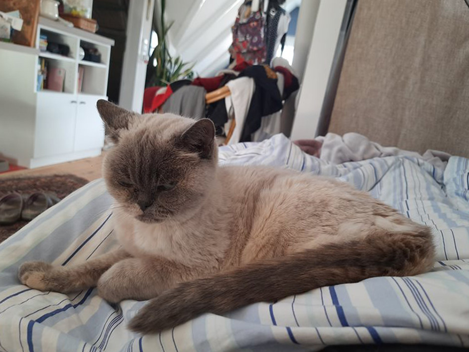 Katze Luna zuhause