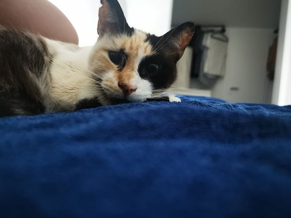 Katze Maisa liegt auf dem Sofa.