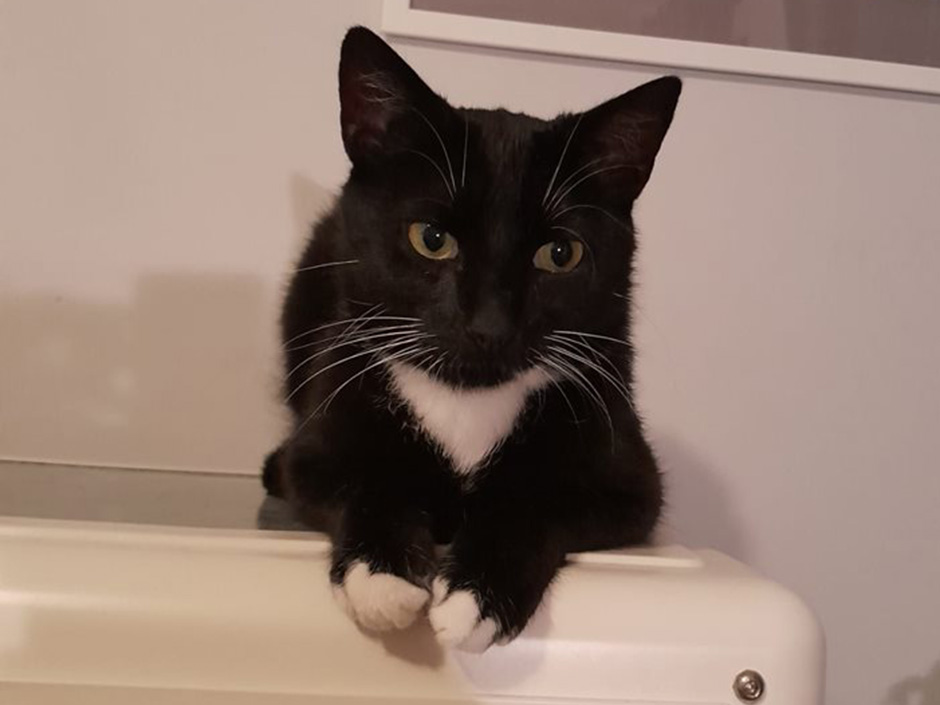 Katze Mia zuhause.