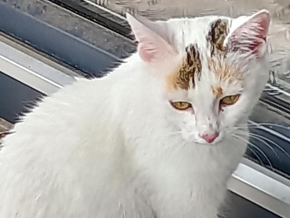 Katze Milka zuhause