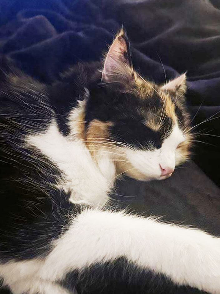 Katze Milli schläft.
