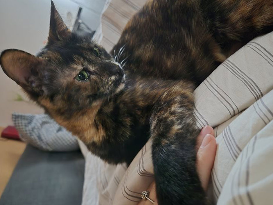 Katze Mini im auf dem Sofa.