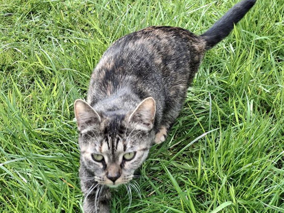 Katze Mini läuft auf einer Wiese.