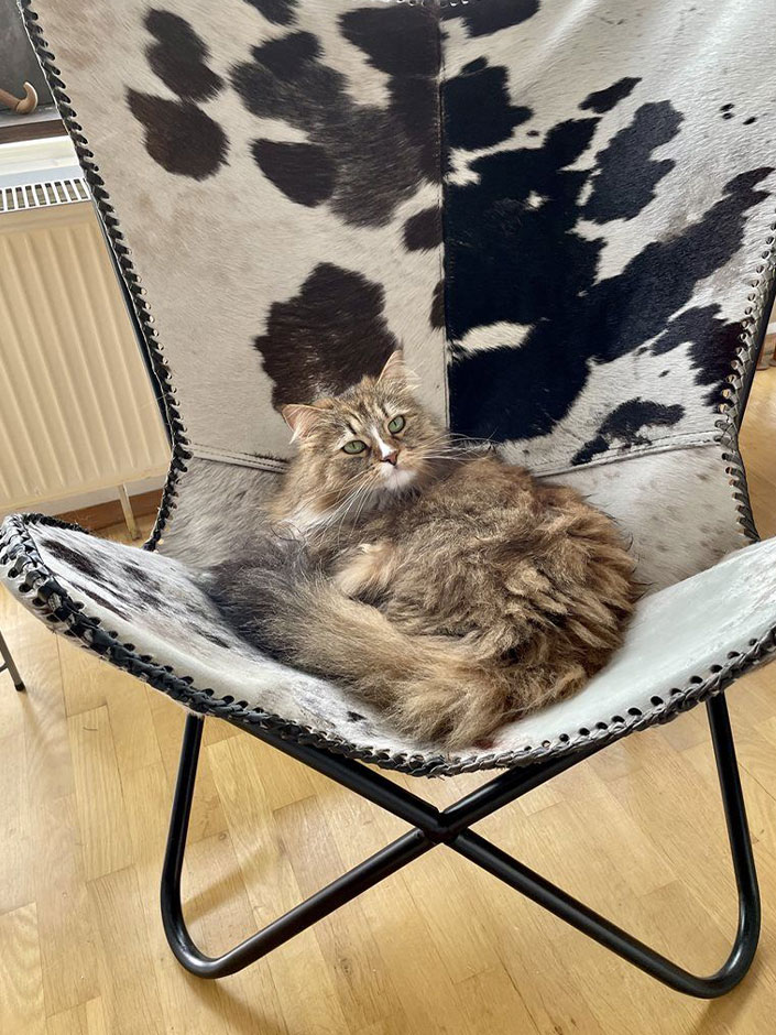 Katze Minou auf einem Stuhl.