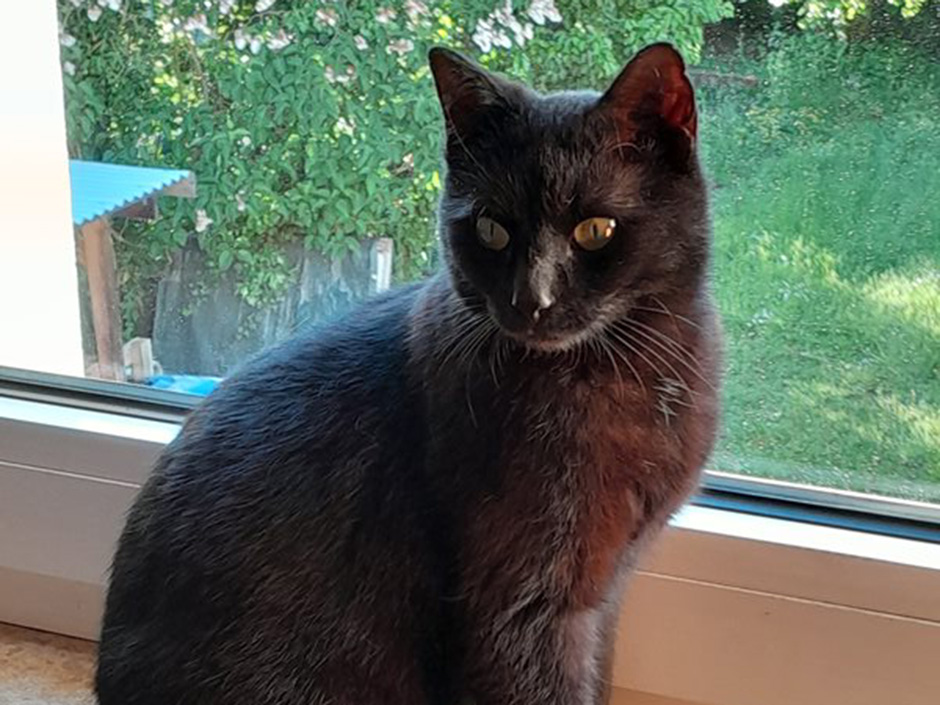 Katze Miou zuhause