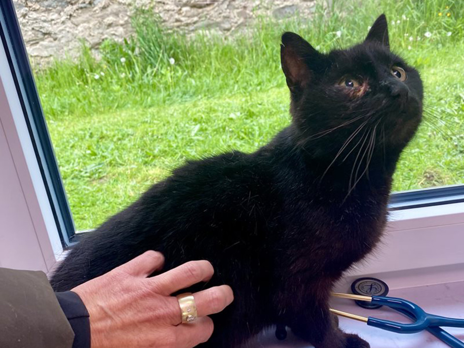 Katze Mohrle zuhause