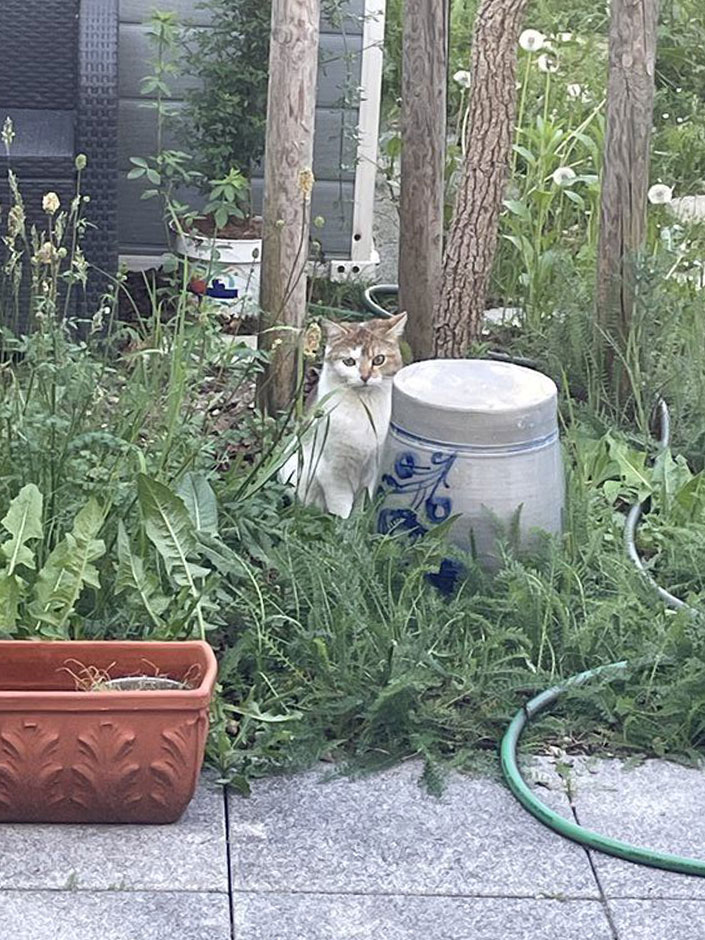 Katze Nomi im Garten.