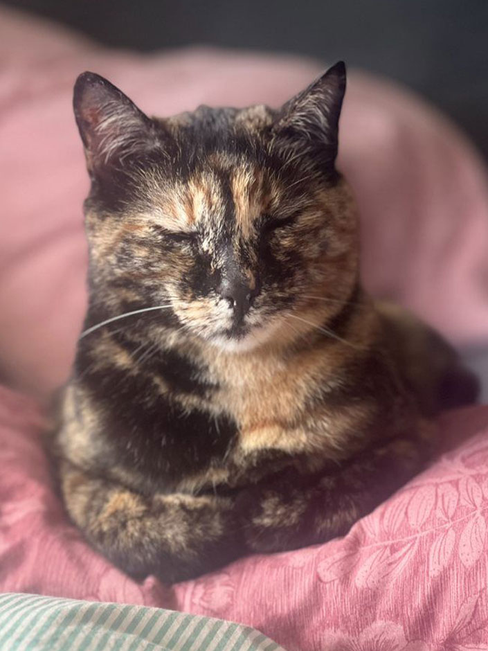 Katze Pamuk schläft auf einer Decke.