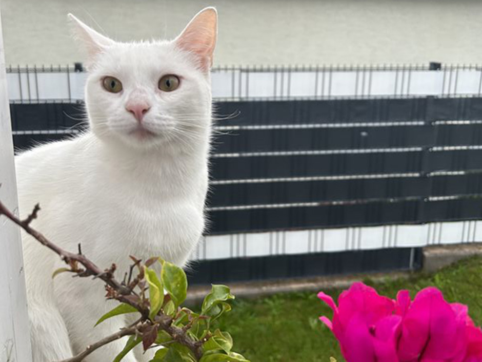 Katze Pamuk im Garten