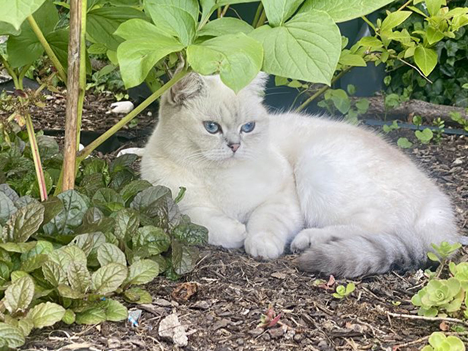 Hellgraue Katze Pamuk liegt im Garten