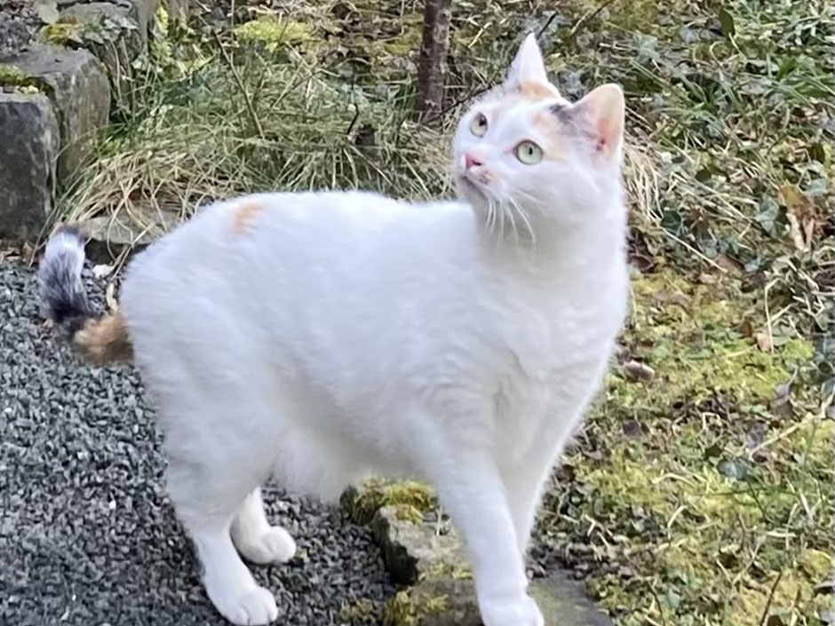 Katze Patches.