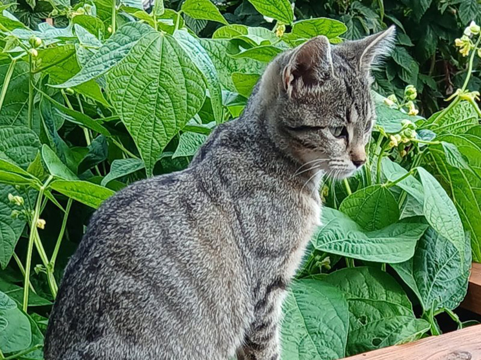 Katze Pauline zuhause