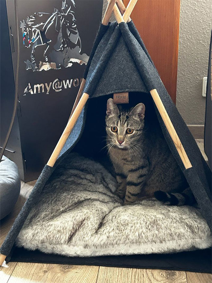 Katze Penny sitzt im Katzen-Tipi.