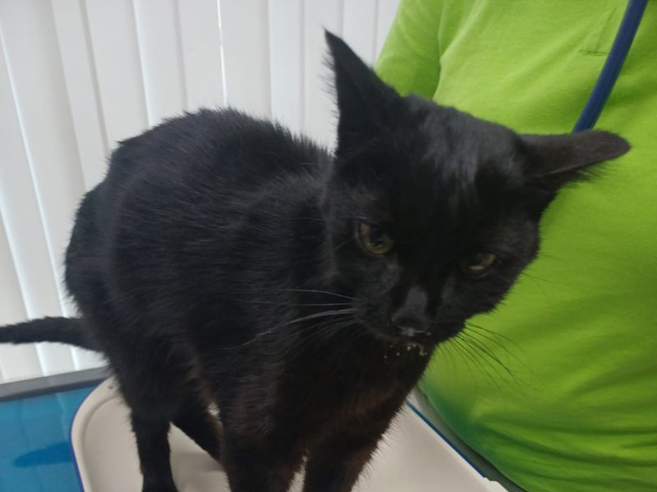 Katze Rocky in einer Tierarztpraxis.