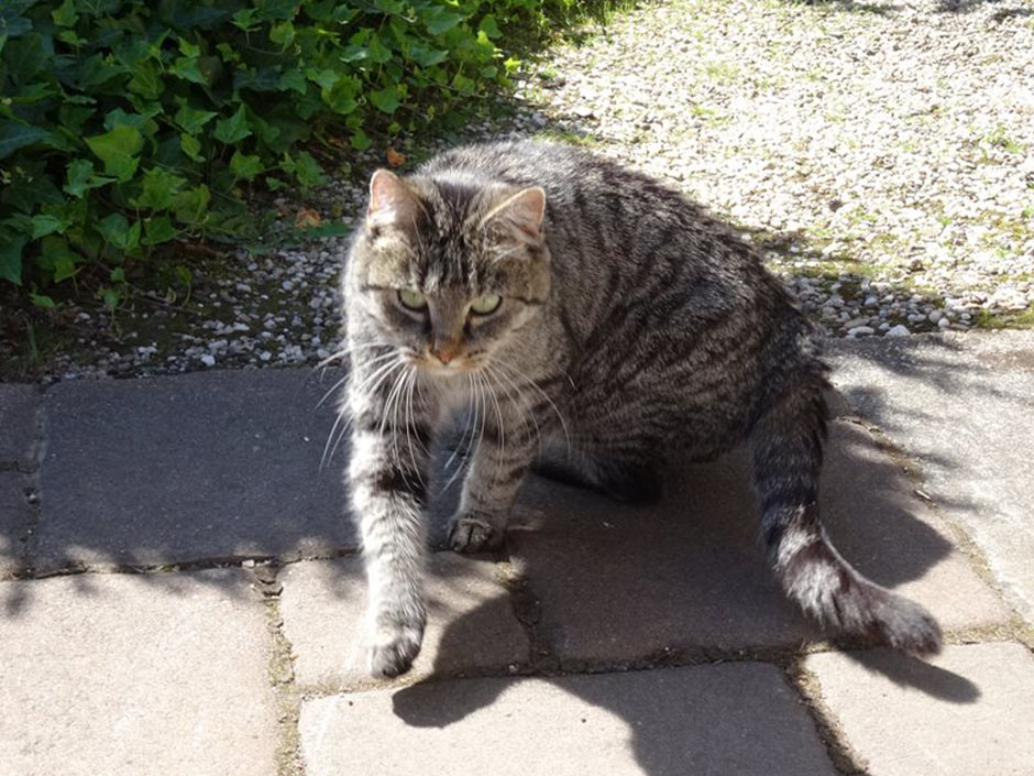 Katze Ronja liegt auf dem Boden.