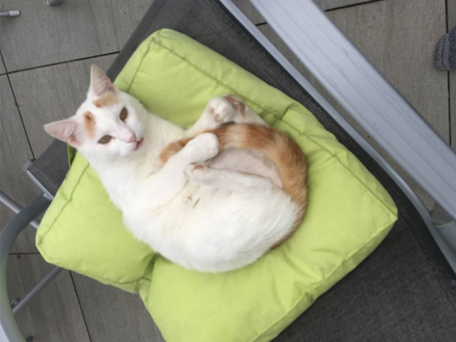Katze Rosa
