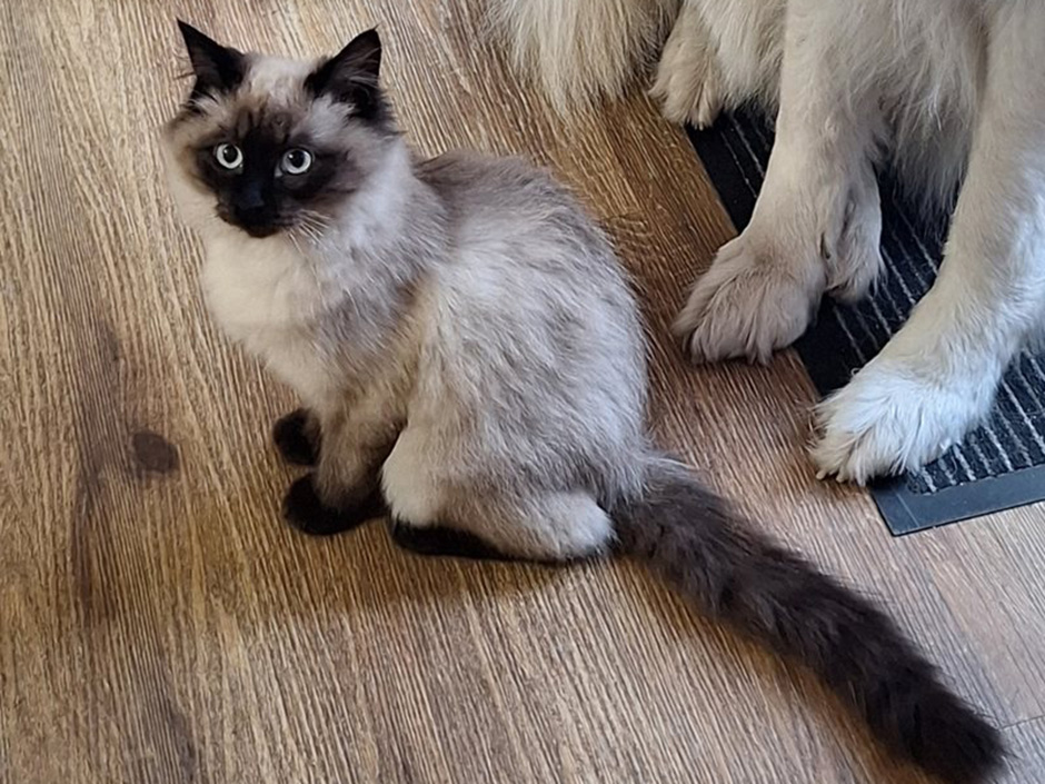 Katze Rosa zuhause