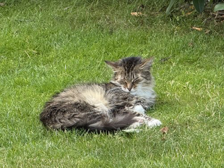 Katze Rosalie liegt auf einer Wiese.
