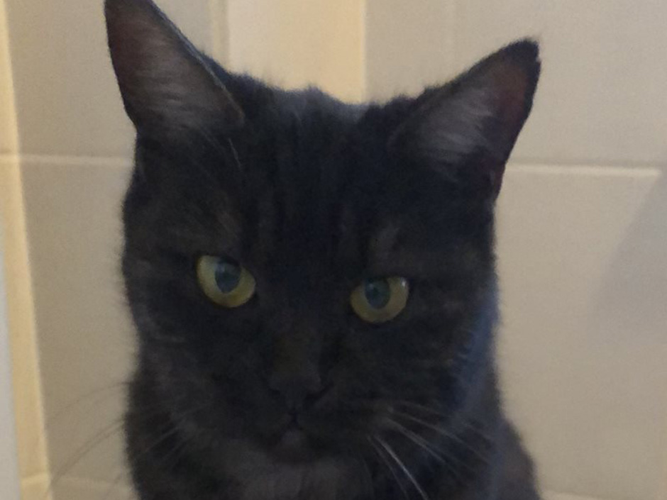 Katze Smilla zuhause