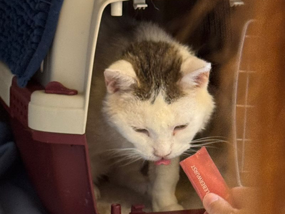 Katze Socke in einer Transportbox für Katzen.