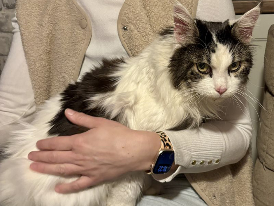 Katze Sookie Zuhause