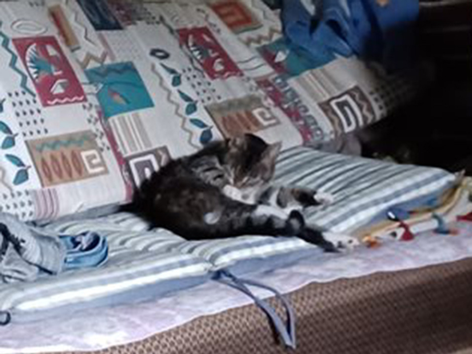 Katze Stulle zuhause