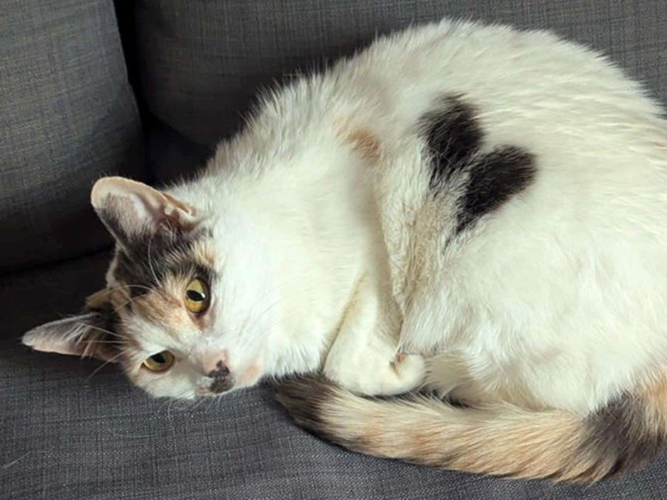 Katze Tappsi liegt auf einem Sofa.