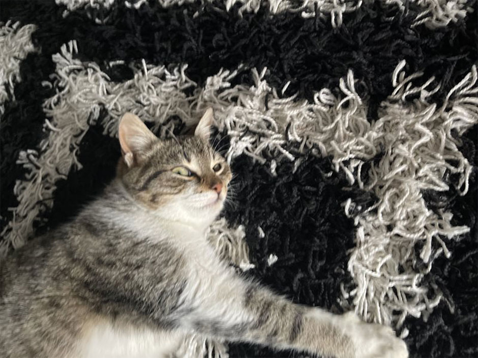 Katze Tascha liegt auf einem Teppich.