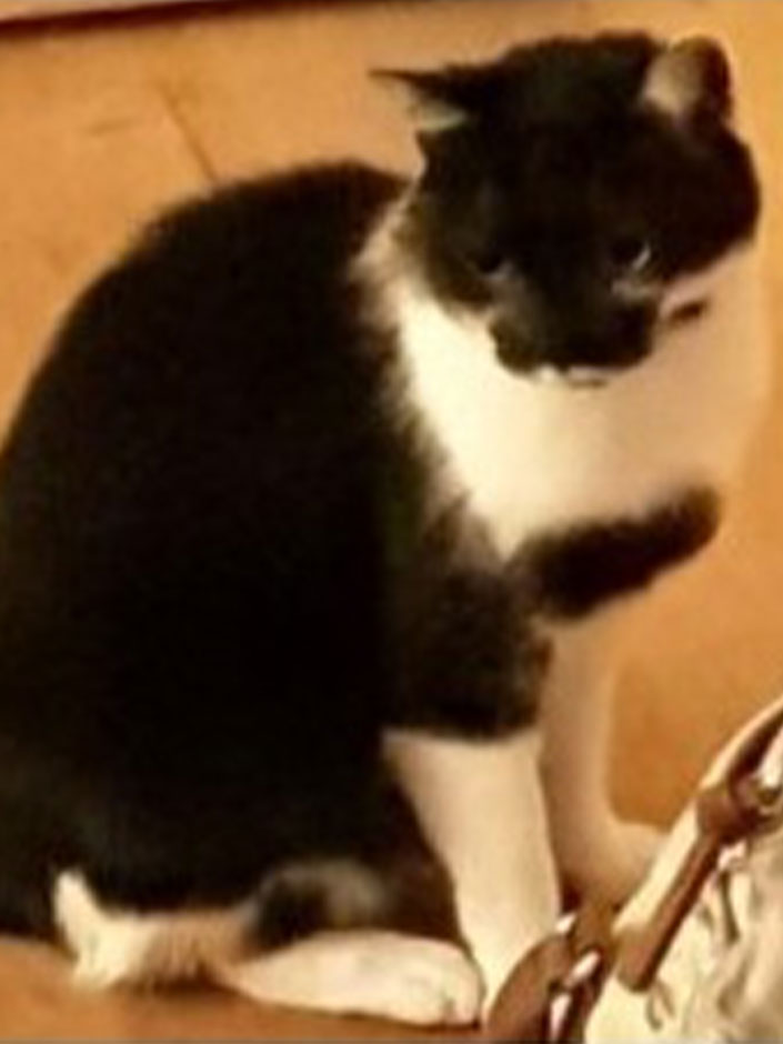 Katze Tinker-Belle