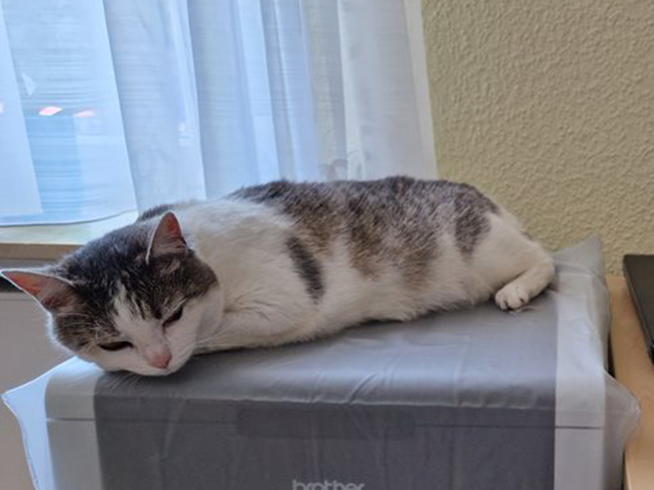 Katze Vica liegt zuhause auf einem Drucker.