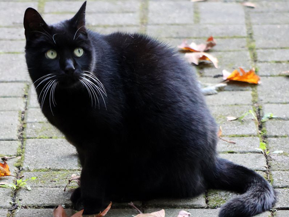 Schwarze Katze Vicki sitzt draußen auf Pflastersteinen.
