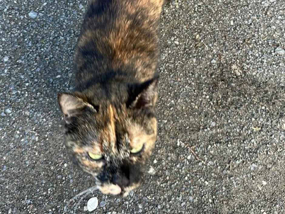 Katze Yuna auf einer Straße