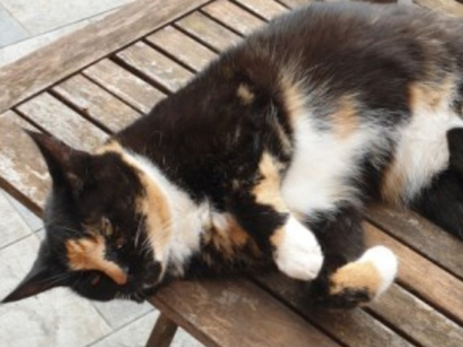 Katze Zwieback zuhause
