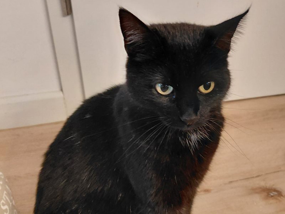 Katze Nala zuhause