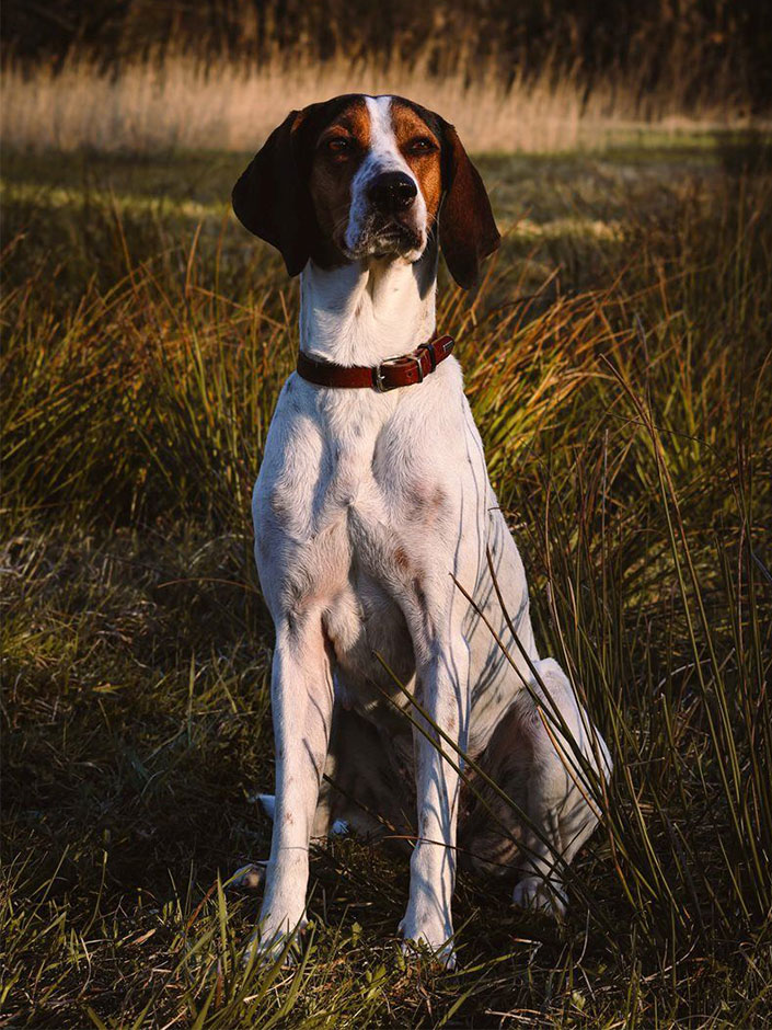Rüde Benny sitzt im Gras.