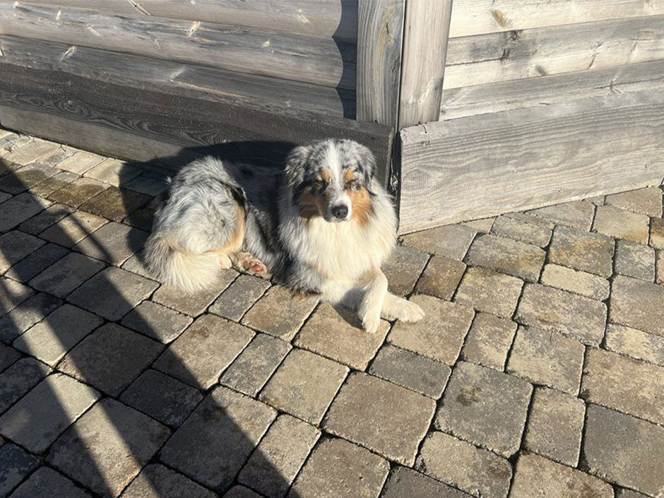 Rüde Buddy liegt in der Sonne.