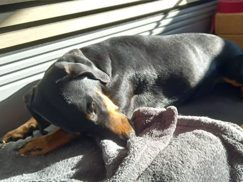 Ruede Jacob schläft auf seinem Hundebett.