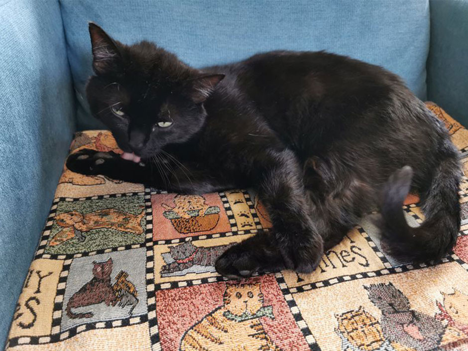 Der schwarze Kater Tommi ist nach zwei Jahren wieder Zuhause.