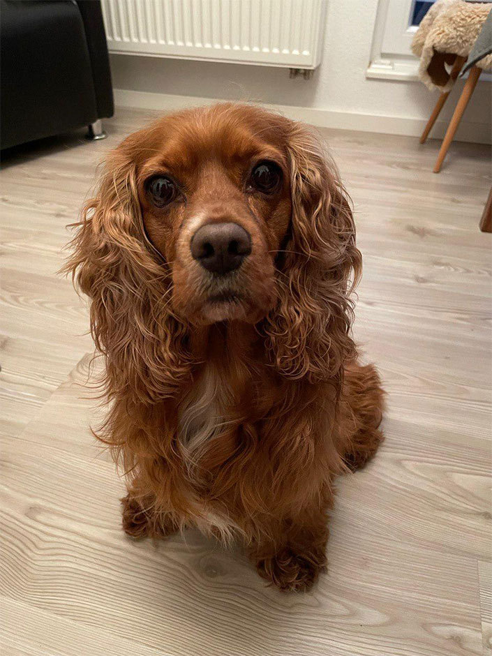 Ein brauner Hund sitzt auf dem Boden