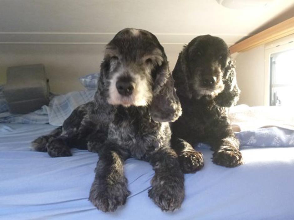 Hund Carl-Otto mit seinem Hundekumpel im Wohnwagen.