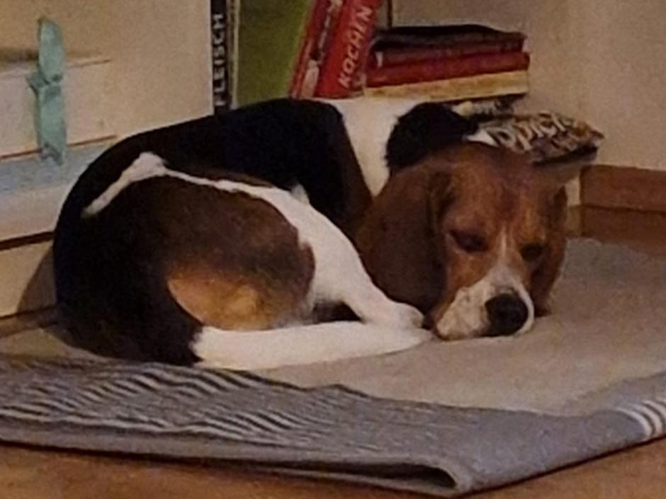 Vierbeiner liegt entspannte auf der Decke.