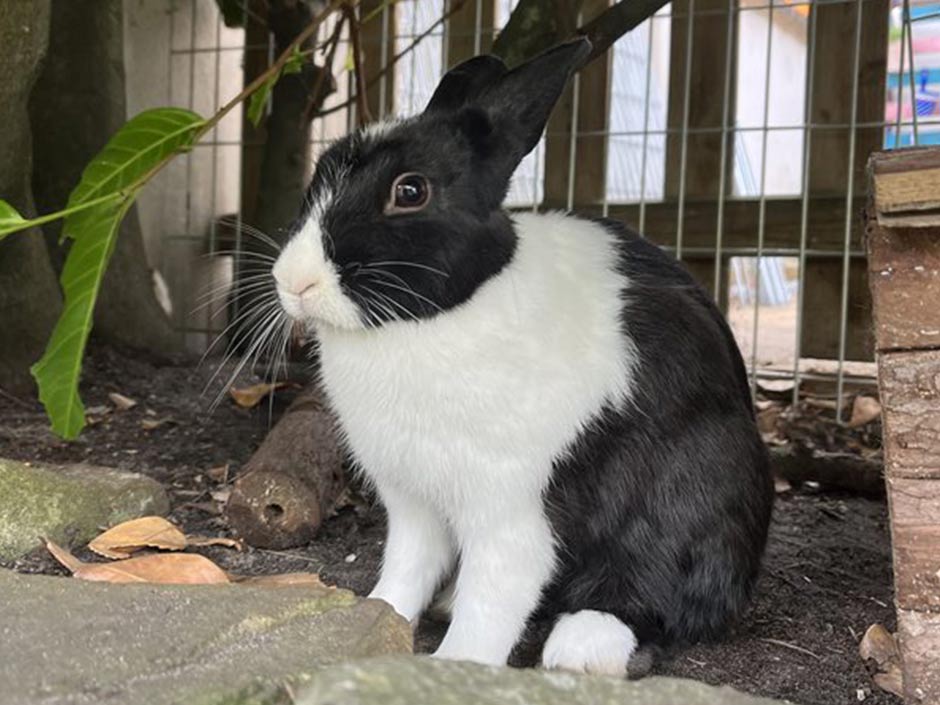 Kaninchen Atiko sitz in seinem Gehege.