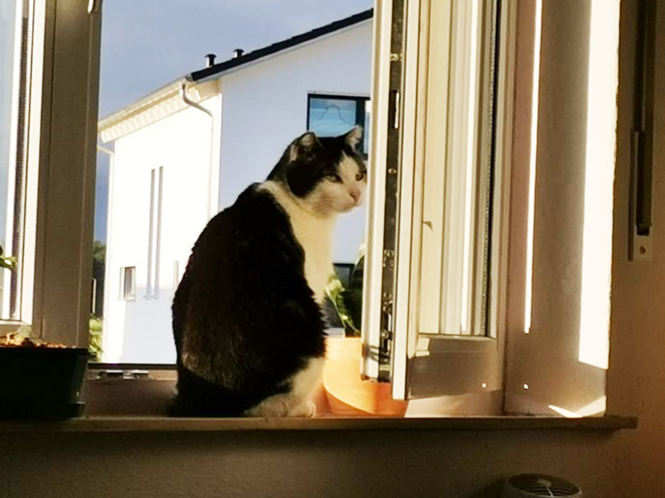 Kater Kasper war nach 3 Monten endlich wieder zu Hause.