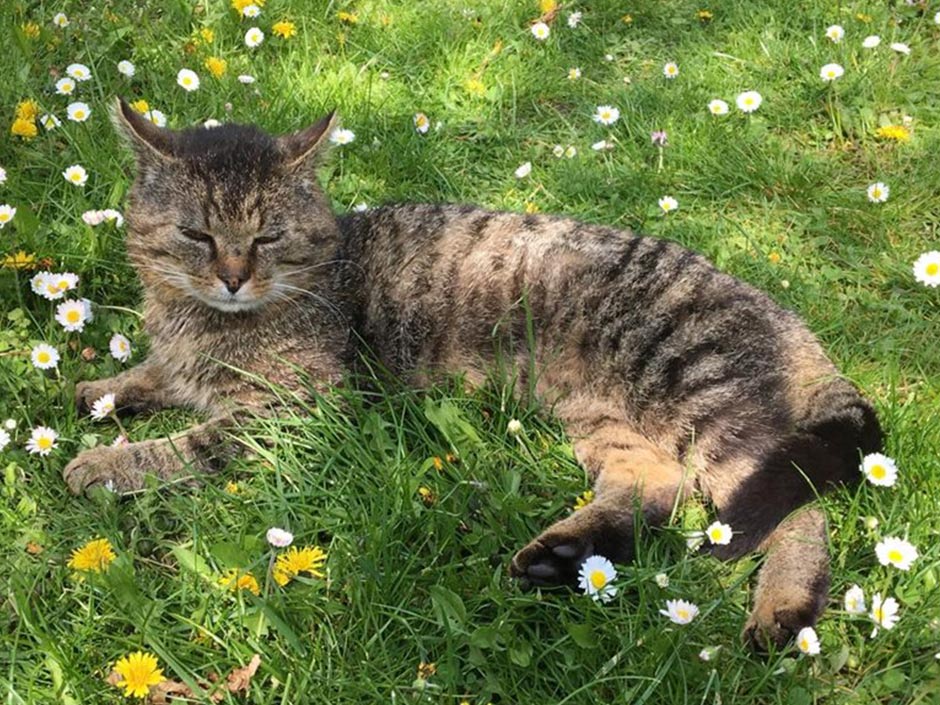 Kater Maunzer genießt auf der Wiese die Sonne.