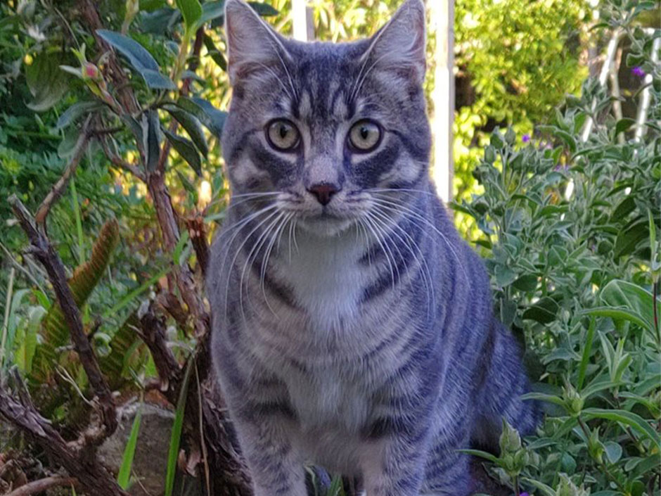 Kater Silver hat durch eine Duftspur wieder nach Hause gefunden.