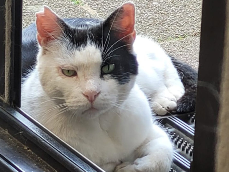 Kater Stephan wurde nach einem halben Jahr gefunden.