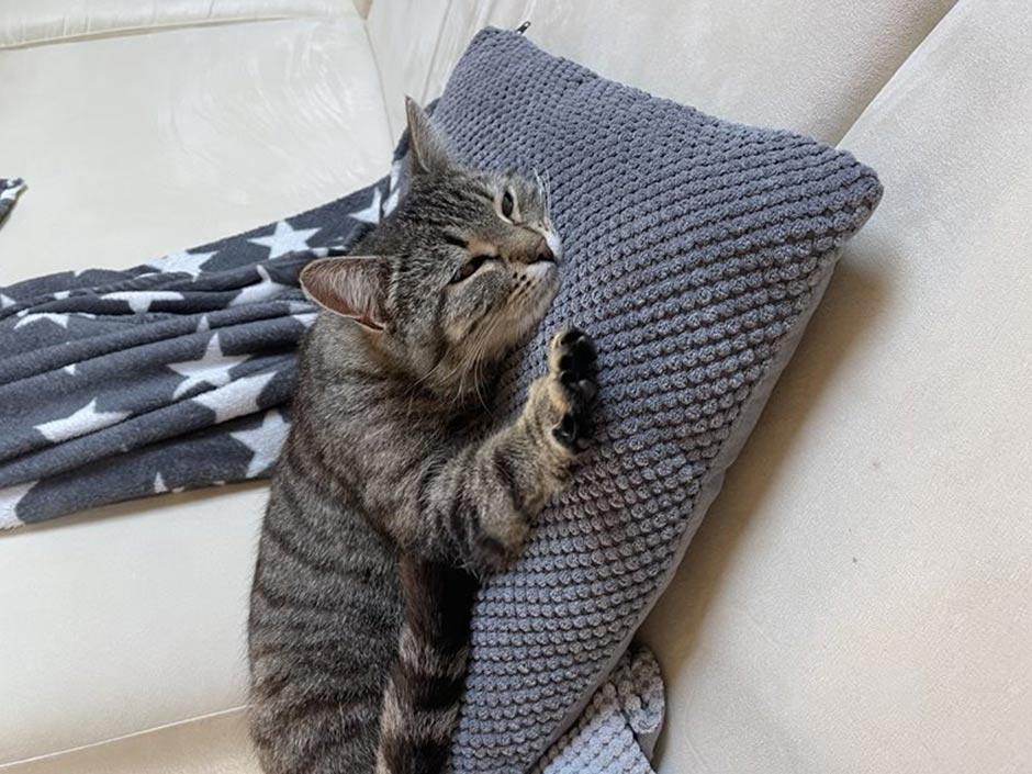 Katze Betty liegt auf dem Sofa.