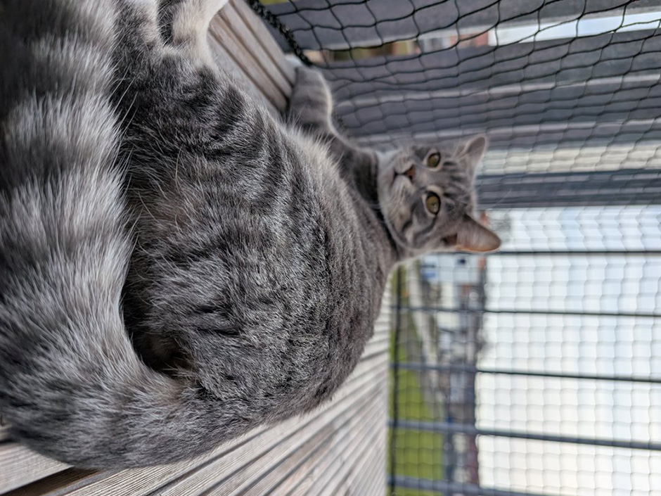 Katze Emma liegt auf ihrem gesicherten Balkon.
