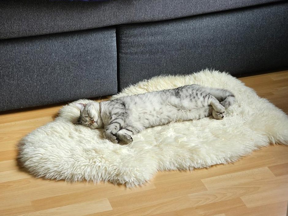 Katze Findik entspannt auf dem Teppich.